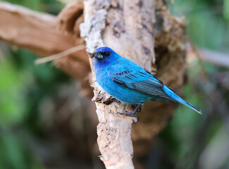 One Indigo Bunting perches in a tree