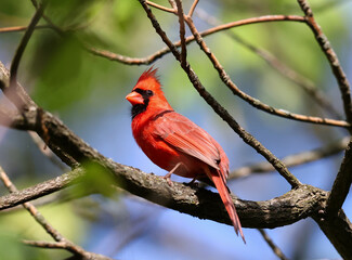 One red northern cardinal (Cardinalis cardinalis) perching in a tree