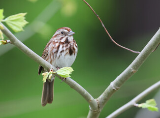 One Song Sparrow perching on a branch
