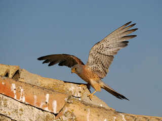 Lesser kestrel, Falco naumanni,