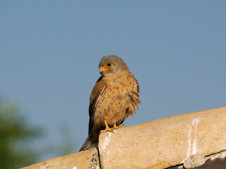 Lesser kestrel, Falco naumanni,