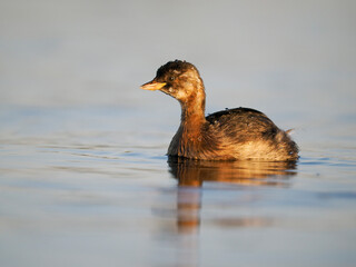 Little grebe or dabchick, Tachybaptus ruficollis