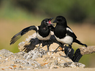 Magpie, pica pica