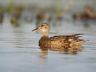 Mallard, Anas platyrhynchos