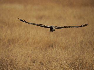 Marsh harrier, Circus aeruginosus