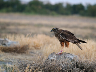 Marsh harrier, Circus aeruginosus,