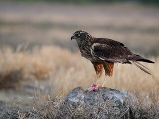 Marsh harrier, Circus aeruginosus,