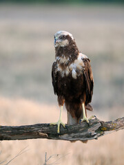 Marsh harrier, Circus aeruginosus,