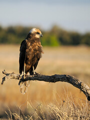 Marsh harrier, Circus aeruginosus,