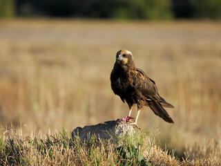 Marsh harrier, Circus aeruginosus,