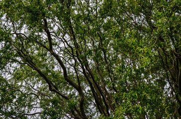Curly willow in the bright green of young leaves with budding buds.