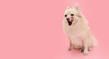 Portrait cute pomeranian dog licking its lips with tongue. Ioslated on pink pastel background