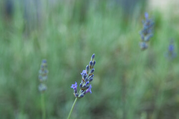Blume