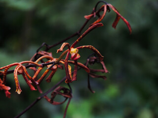 red and yellow flower dying green background