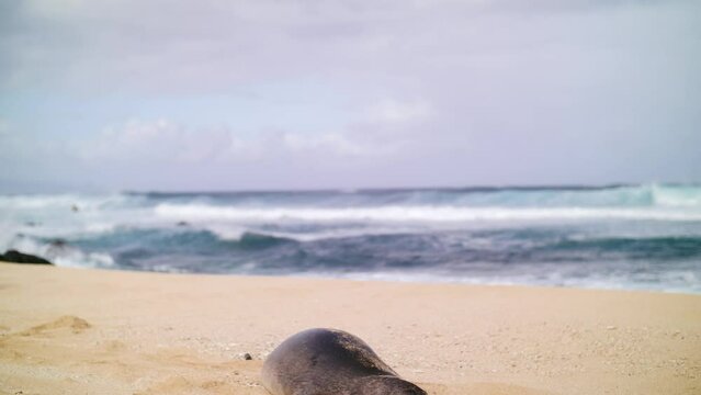 The Ultra Rare Hawaiian Monk Seal in its natural element. An endangered species. Filmed on Maui, Hawai'i in 4K at 60 Frames Per Second for smooth slow motion or regular speed playback.