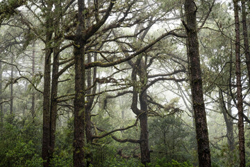 Pine forest across the road to Teide national park