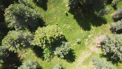 Wald aus der Vogelperspektive