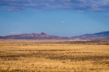 Fototapeta na wymiar rural landscape of fields and grass in the Prescott Arizona area