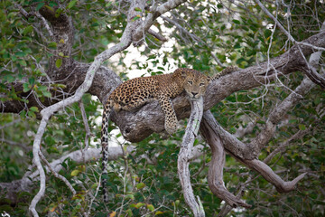 Leopard in the Tree | Sri Lankan Leopard 
