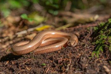 Slow worm (Anguis fragilis) on floor of forest.