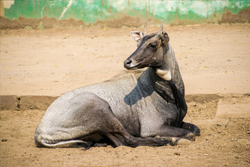 Nilgai Seated On The Ground