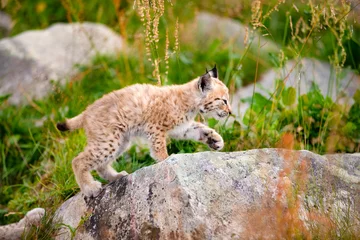 Fotobehang Lynx Cub Exploring the World and Walking On Rock In Forest © kjekol