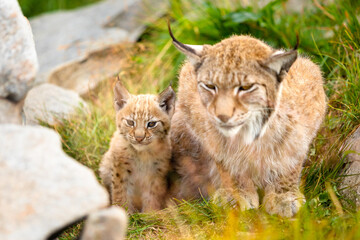 Caring lynx mother and her cute young cub hiding in the grass