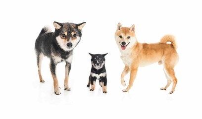 Shiba inu dog Red-haired, black and baby Japanese dog on studio white