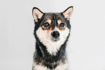 Black Shiba inu dog Japanese dog on studio white
