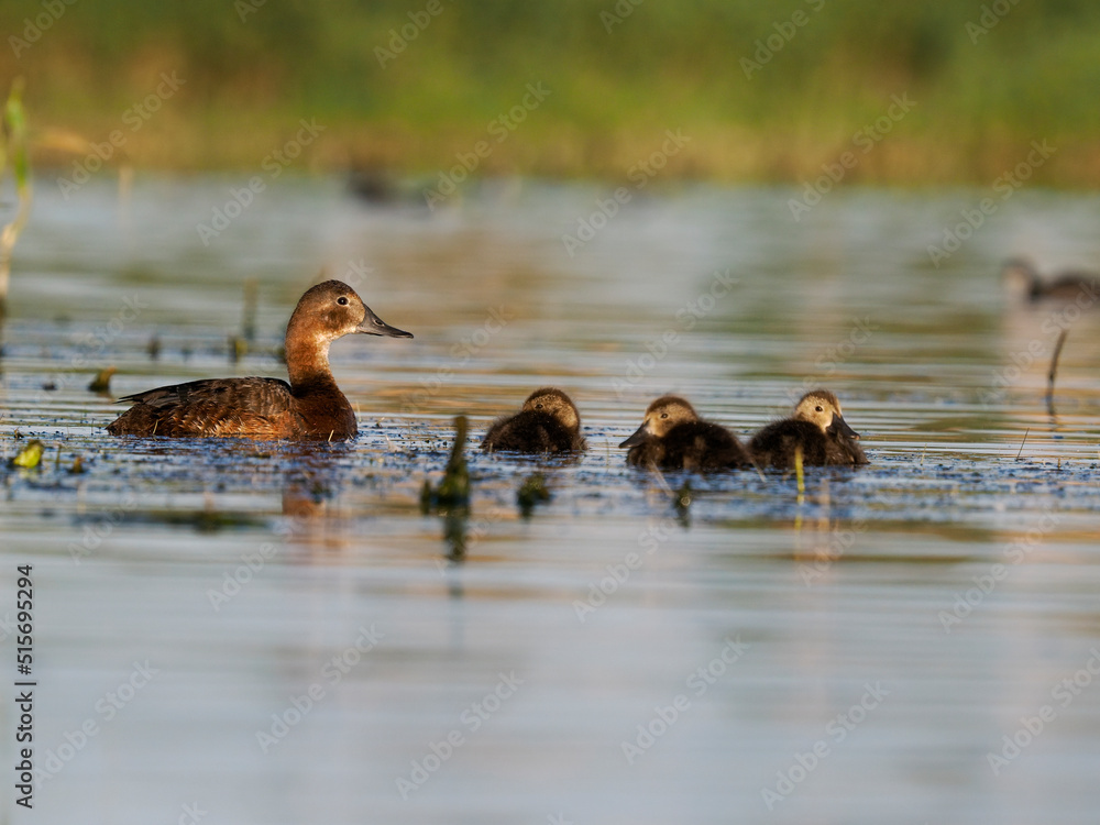 Sticker Northern pochard, Aythya ferina,