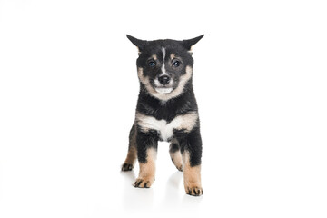 Black baby Shiba inu dog Japanese dog on studio white