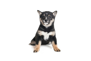 Black baby Shiba inu dog Japanese dog on studio white