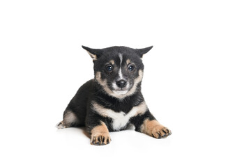 Black baby Shiba inu dog Japanese dog on studio white