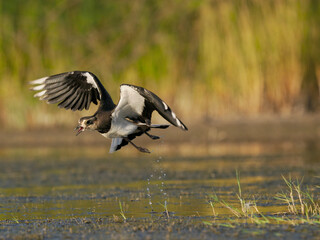 Northern lapwing, Vanellus vanellus