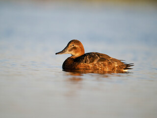 Northern pochard, Aythya ferina,