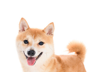 Shiba inu dog Red-haired Japanese dog on studio white