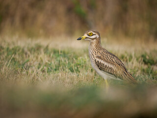 Stone curlew, Burhinus oedicnemus