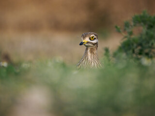 Stone curlew, Burhinus oedicnemus