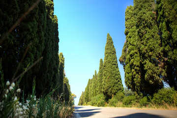 The cypress-lined avenue leading to Bolgheri Italy - obrazy, fototapety, plakaty