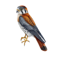 Kestrel realistic watercolor illustration. Hand drawn falco sparverius North America native wildlife bird. Kestrel bird on white background. Wild forest avian