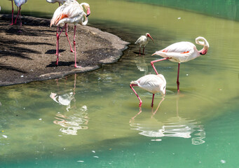 White Flamingoes Flock 2