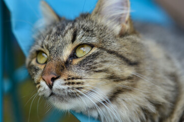 Close up relaxed domestic cat at home