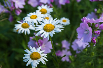 Daisies are beautiful wild summer flowers