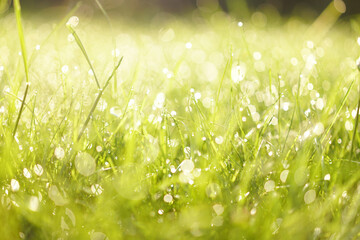 dreamy morning drops of dew