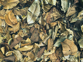 The remains of dried leaves that are naturally piled up