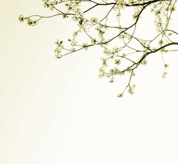 Zarte Blüten eines Kirschbaumes isoliert und freigestellt mit Textfreiraum in Beige, Canvas, Sepia...