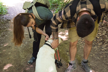 Young hikers couple walking through the nature of the mountain checks their dog for ticks because...