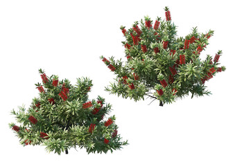 3d render shrub and flowers on a white background