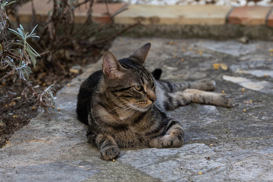 cat is chilling in the shadow on a hot summer day in the town of "le Castellet" in the provence, France.