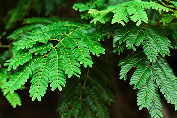 Bright green tropical foliage close-up. Selective focus